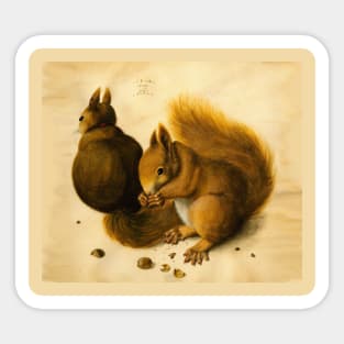 SQUIRRELS EATING NUTS, ANTIQUE ANIMAL DRAWINGS Sticker